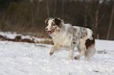 BORDER COLLIE 1190